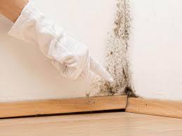 Best Mold Damage Restoration  in Elmwood, LA